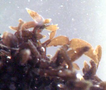 Catenella caespitosa